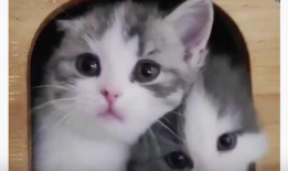 猫咪在线视频,猫咪在线视频盘点